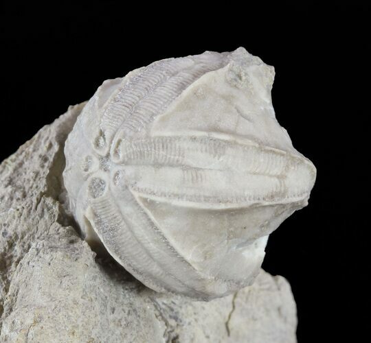 Blastoid (Pentremites) Fossil - Illinois #60140